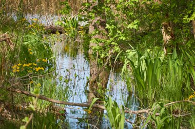 Bataklık yeşil orman ve nehir. Yumuşak güneş ışığı. Sudaki yansımalar. İlkbahar, yazın başı. Çevre, ekoloji, ekosistemler, doğa, eko-turizm. Idyllic manzara