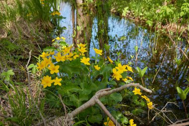 Sarı çiçekler (Caltha palustris, marsh-marigold), yeşil yapraklar. Aşırı gelişmiş orman nehri, bataklık. İlkbahar, yazın başı. Doğa, çevre, ekosistem, bitkiler, botanik temaları
