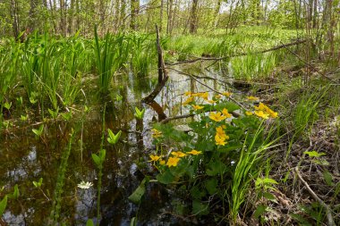 Sarı çiçekler (Caltha palustris, marsh-marigold), yeşil yapraklar. Aşırı gelişmiş orman nehri, bataklık. İlkbahar, yazın başı. Doğa, çevre, ekosistem, bitkiler, botanik temaları