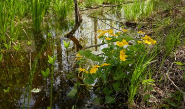 Sarı çiçekler (Caltha palustris, marsh-marigold), yeşil yapraklar. Aşırı gelişmiş orman nehri, bataklık. İlkbahar, yazın başı. Doğa, çevre, ekosistem, bitkiler, botanik temaları