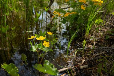 Sarı çiçekler (Caltha palustris, marsh-marigold), yeşil yapraklar. Aşırı gelişmiş orman nehri, bataklık. İlkbahar, yazın başı. Doğa, çevre, ekosistem, bitkiler, botanik temaları