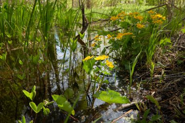 Sarı çiçekler (Caltha palustris, marsh-marigold), yeşil yapraklar. Aşırı gelişmiş orman nehri, bataklık. İlkbahar, yazın başı. Doğa, çevre, ekosistem, bitkiler, botanik temaları
