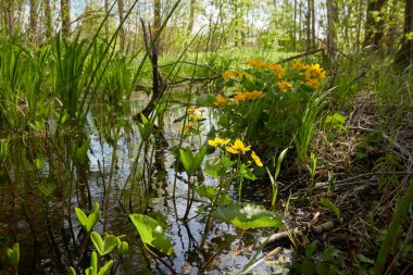 Sarı çiçekler (Caltha palustris, marsh-marigold), yeşil yapraklar. Aşırı gelişmiş orman nehri, bataklık. İlkbahar, yazın başı. Doğa, çevre, ekosistem, bitkiler, botanik temaları