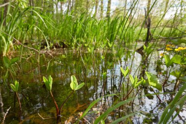 Bataklık yeşil orman ve nehir. Yumuşak güneş ışığı. Sudaki yansımalar. İlkbahar, yazın başı. Çevre, ekoloji, ekosistemler, doğa, eko-turizm. Idyllic manzara