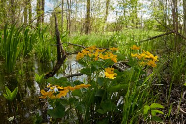 Sarı çiçekler (Caltha palustris, marsh-marigold), yeşil yapraklar. Aşırı gelişmiş orman nehri, bataklık. İlkbahar, yazın başı. Doğa, çevre, ekosistem, bitkiler, botanik temaları