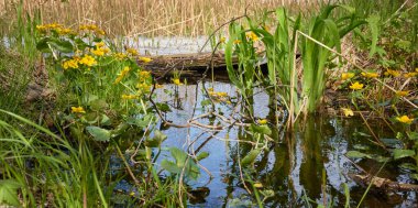 Sarı çiçekler (Caltha palustris, marsh-marigold), yeşil yapraklar. Aşırı gelişmiş orman nehri, bataklık. İlkbahar, yazın başı. Doğa, çevre, ekosistem, bitkiler, botanik temaları