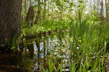 Sarı çiçekler (Caltha palustris, marsh-marigold), yeşil yapraklar. Aşırı gelişmiş orman nehri, bataklık. İlkbahar, yazın başı. Doğa, çevre, ekosistem, bitkiler, botanik temaları
