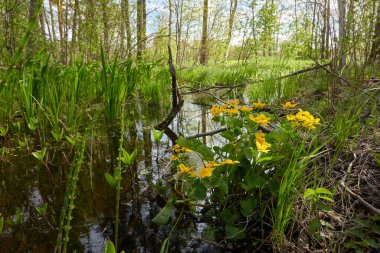 Sarı çiçekler (Caltha palustris, marsh-marigold), yeşil yapraklar. Aşırı gelişmiş orman nehri, bataklık. İlkbahar, yazın başı. Doğa, çevre, ekosistem, bitkiler, botanik temaları