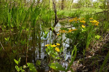 Sarı çiçekler (Caltha palustris, marsh-marigold), yeşil yapraklar. Aşırı gelişmiş orman nehri, bataklık. İlkbahar, yazın başı. Doğa, çevre, ekosistem, bitkiler, botanik temaları