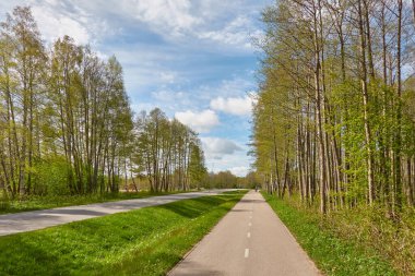 Orman parkından geçen bisiklet yolu. İlkbahar, yazın başı. Doğa, çevre turizmi, yürüyüş, koşu, bisiklet, spor, eğlence aktivitesi, sağlıklı yaşam tarzı kavramları