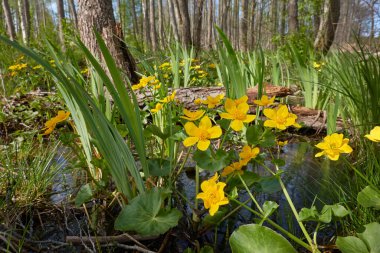 Sarı çiçekler (Caltha palustris, marsh-marigold), yeşil yapraklar. Aşırı gelişmiş orman nehri, bataklık. İlkbahar, yazın başı. Doğa, çevre, ekosistem, bitkiler, botanik temaları