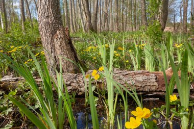 Sarı çiçekler (Caltha palustris, marsh-marigold), yeşil yapraklar. Aşırı gelişmiş orman nehri, bataklık. İlkbahar, yazın başı. Doğa, çevre, ekosistem, bitkiler, botanik temaları