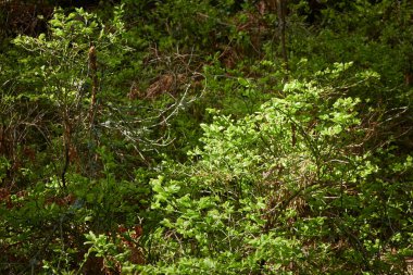 Yeşil ormanın panoramik manzarası. Ağaçların arasından gün ışığı. İlkbahar, yazın başı. Çevre koruma, ekoloji, saf doğa, eko turizm. Idyllic manzara