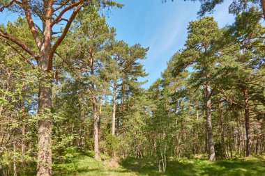 Görkemli Kuzey Evergreen Ormanı. Güçlü çam ağaçları. Düşük açı. Yumuşak güneş ışığı, açık mavi gökyüzü. Atmosferik manzara. Doğa, çevre, eko turizm, temiz hava kavramı