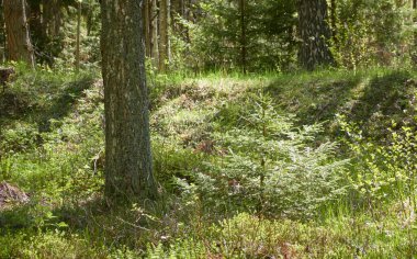 Görkemli Kuzey Evergreen Ormanı. Güçlü çam ve çam ağaçları. Yumuşak güneş ışığı, güneş ışınları. Atmosferik manzara. Doğa, çevre, eko turizm, keşif, seyahat tutkusu kavramı