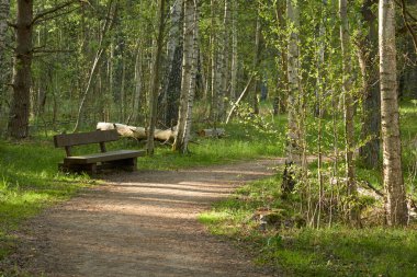 Sonsuz yeşil ormandan geçen kırsal yol. Tahta bank. Çam ağaçları. İlkbahar, yazın başı. Doğa, temiz hava, eko turizm, yürüyüş, yürüyüş, koşu, bisiklet, spor, boş zaman aktivitesi, sağlıklı yaşam tarzı