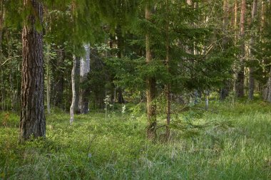 Görkemli Kuzey Evergreen Ormanı. Güçlü çam ve çam ağaçları. Yumuşak güneş ışığı, güneş ışınları. Atmosferik manzara. Doğa, çevre, eko turizm, keşif, seyahat tutkusu kavramı