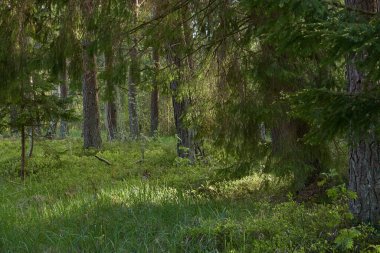 Görkemli Kuzey Evergreen Ormanı. Güçlü çam ve çam ağaçları. Yumuşak güneş ışığı, güneş ışınları. Atmosferik manzara. Doğa, çevre, eko turizm, keşif, seyahat tutkusu kavramı