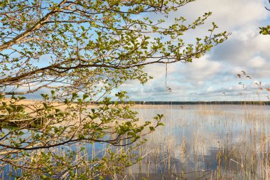 Güneşli bir günde, bir orman gölünde (nehir) bir ada. Sudaki yansımalar. Mavi gökyüzü, parlayan bulutlar. Idyllic manzara. Saf doğa, ekoloji, ekolojik rezerv, eko-turizm.