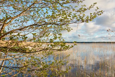 Güneşli bir günde, bir orman gölünde (nehir) bir ada. Sudaki yansımalar. Mavi gökyüzü, parlayan bulutlar. Idyllic manzara. Saf doğa, ekoloji, ekolojik rezerv, eko-turizm.