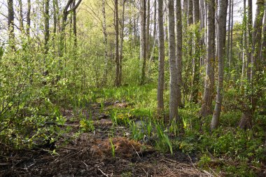 Yeşil ormanın panoramik manzarası. Ağaçların arasından gün ışığı. İlkbahar, yazın başı. Çevre koruma, ekoloji, saf doğa, eko turizm. Idyllic manzara