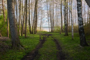 Mavi göle giden kırsal yol (patika). Evergreen Çam Ormanı. İlkbahar, yazın başı. Bisiklet, kuzey yürüyüşü, eko turizm, yol gezisi, çevre, ücra yerler, kamp teması. Doğa, ekoloji konsepti