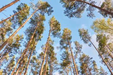 Görkemli Kuzey Evergreen Ormanı. Güçlü çam ağaçları. Düşük açı. Yumuşak güneş ışığı, açık mavi gökyüzü. Atmosferik manzara. Doğa, çevre, eko turizm, temiz hava kavramı