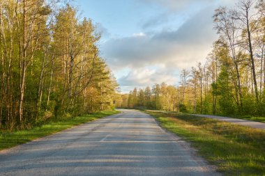 Orman parkından geçen bisiklet yolu. İlkbahar, yazın başı. Doğa, çevre turizmi, yürüyüş, koşu, bisiklet, spor, eğlence aktivitesi, sağlıklı yaşam tarzı kavramları