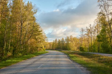 Orman parkından geçen bisiklet yolu. İlkbahar, yazın başı. Doğa, çevre turizmi, yürüyüş, koşu, bisiklet, spor, eğlence aktivitesi, sağlıklı yaşam tarzı kavramları
