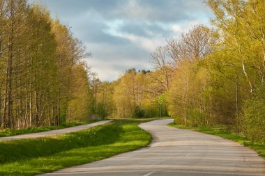 Orman parkından geçen bisiklet yolu. İlkbahar, yazın başı. Doğa, çevre turizmi, yürüyüş, koşu, bisiklet, spor, eğlence aktivitesi, sağlıklı yaşam tarzı kavramları