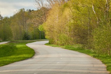 Orman parkından geçen bisiklet yolu. İlkbahar, yazın başı. Doğa, çevre turizmi, yürüyüş, koşu, bisiklet, spor, eğlence aktivitesi, sağlıklı yaşam tarzı kavramları