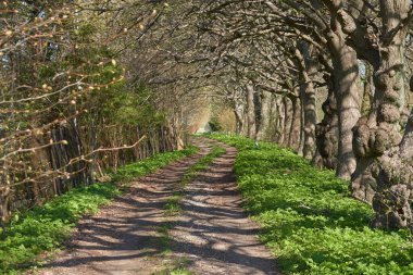 Orman parkında bir yol. Doğal tünel. Güçlü ağaçlar, bitkiler. Güneş ışığı, yumuşak güneş ışığı. Atmosferik rüya gibi bahar manzarası. Saf doğa, ekoloji