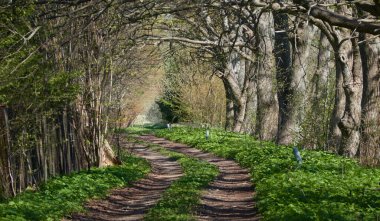Orman parkında bir yol. Doğal tünel. Güçlü ağaçlar, bitkiler. Güneş ışığı, yumuşak güneş ışığı. Atmosferik rüya gibi bahar manzarası. Saf doğa, ekoloji