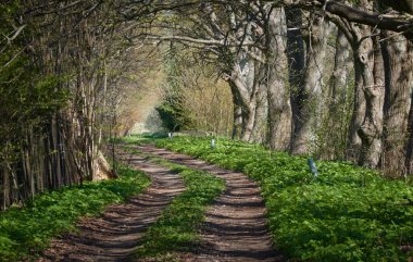 Orman parkında bir yol. Doğal tünel. Güçlü ağaçlar, bitkiler. Güneş ışığı, yumuşak güneş ışığı. Atmosferik rüya gibi bahar manzarası. Saf doğa, ekoloji