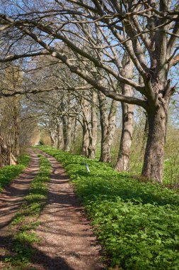 Orman parkında bir yol. Doğal tünel. Güçlü ağaçlar, bitkiler. Güneş ışığı, yumuşak güneş ışığı. Atmosferik rüya gibi bahar manzarası. Saf doğa, ekoloji