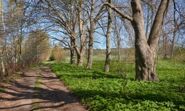 Orman parkında bir yol. Doğal tünel. Güçlü ağaçlar, bitkiler. Güneş ışığı, yumuşak güneş ışığı. Atmosferik rüya gibi bahar manzarası. Saf doğa, ekoloji