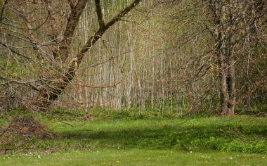 Güneşli bir günde orman parkının panoramik manzarası. Güçlü ağaçlar, bitkiler. Yumuşak güneş ışığı. Atmosferik manzara. Doğa, çevre, ekoloji, eko-turizm, kuzey yürüyüşü, keşif