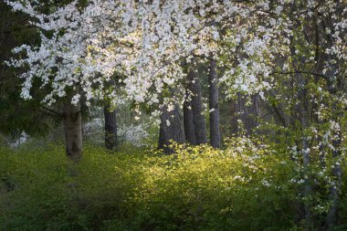 Şehir parkında çiçek açan çalılar. Yeşil yapraklar, beyaz çiçekler. Yumuşak güneş ışığı. Atmosferik manzara. İlkbahar, yazın başı. Mevsimler, doğa, ekoloji, peyzaj tasarımı, bahçıvanlık