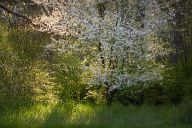 Şehir parkında çiçek açan çalılar. Yeşil yapraklar, beyaz çiçekler. Yumuşak güneş ışığı. Atmosferik manzara. İlkbahar, yazın başı. Mevsimler, doğa, ekoloji, peyzaj tasarımı, bahçıvanlık