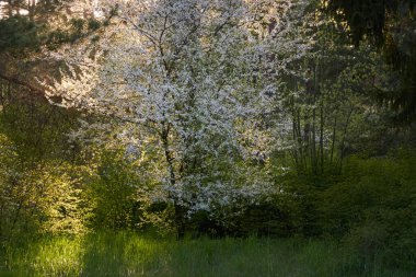 Şehir parkında çiçek açan çalılar. Yeşil yapraklar, beyaz çiçekler. Yumuşak güneş ışığı. Atmosferik manzara. İlkbahar, yazın başı. Mevsimler, doğa, ekoloji, peyzaj tasarımı, bahçıvanlık