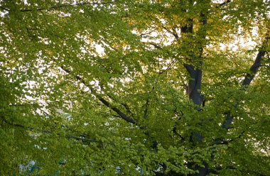 Güneşli bir günde orman parkının panoramik manzarası. Güçlü ağaçlar, bitkiler. Yumuşak güneş ışığı. Atmosferik manzara. Doğa, çevre, ekoloji, eko-turizm, kuzey yürüyüşü, keşif