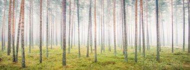 Beyaz bir sis içinde her zaman yeşil olan ormanın içinden geçen bir yol. Çam ağaçları, yosun, eğrelti otu, bitkiler. Resimli panoramik manzara. Sonbahar, kışın başlangıcı. Saf doğa, çevresel koruma, ekoloji