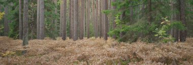 Sonsuz yeşil ormanın içinden geçen yol. Güçlü çam ve çam ağaçları, altın eğreltiotu yaprakları, yosunlar, bitkiler. Yumuşak güneş ışığı. Atmosferik manzara. Sonbahar renkleri. Doğa, mevsimler, ekoloji, ekotuizm