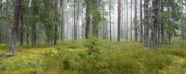 Görkemli Evergreen Ormanı 'nın panoramik manzarası. Güçlü çam ve çam ağaçları, yosun, eğrelti otu, bitkiler. Sis, sis, yumuşak güneş ışığı. Atmosferik manzara. Doğa, çevre, ekoloji. İsveç, İskandinavya