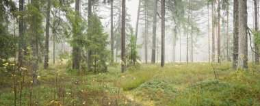 Görkemli Evergreen Ormanı 'nın panoramik manzarası. Güçlü çam ve çam ağaçları, yosun, eğrelti otu, bitkiler. Sis, sis, yumuşak güneş ışığı. Atmosferik manzara. Doğa, çevre, ekoloji. İsveç, İskandinavya
