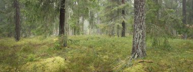 Görkemli Evergreen Ormanı 'nın panoramik manzarası. Güçlü çam ve çam ağaçları, yosun, eğrelti otu, bitkiler. Sis, sis, yumuşak güneş ışığı. Atmosferik manzara. Doğa, çevre, ekoloji. İsveç, İskandinavya
