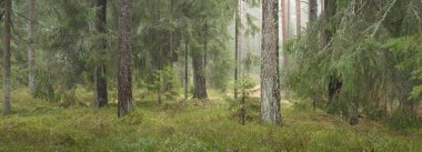 Görkemli Evergreen Ormanı 'nın panoramik manzarası. Güçlü çam ve çam ağaçları, yosun, eğrelti otu, bitkiler. Sis, sis, yumuşak güneş ışığı. Atmosferik manzara. Doğa, çevre, ekoloji. İsveç, İskandinavya