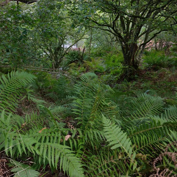 Потрясающий Вид Шотландский Тропический Лес Могучие Деревья Мох Растения Папоротник — стоковое фото