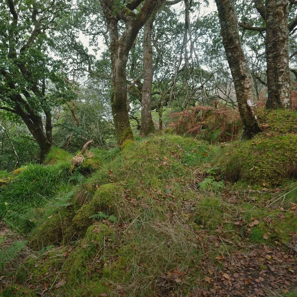 Breathtaking View Scottish Rainforest Mighty Trees Moss Plants Fern Crinan — Stock Photo, Image