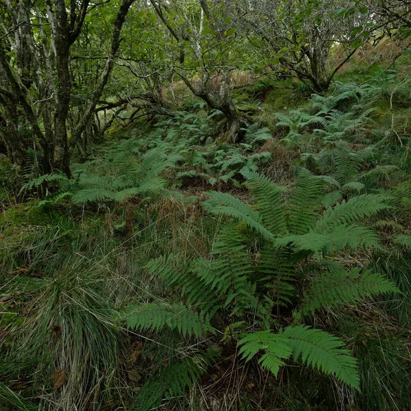 令人叹为观止的苏格兰雨林 参天大树苔藓植物蕨类Crinan Canal Scotland 黑暗的大气景观 纯自然 旅游胜地 徒步旅行 生态旅游 — 图库照片